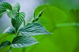 Radio Menta Radio Menta